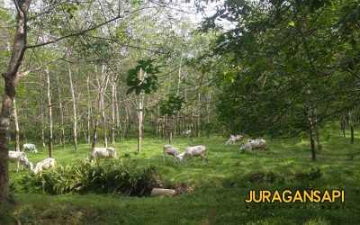jual-sapi-po-jakarta
